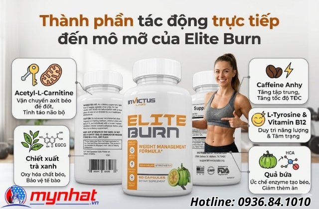 thành phần tác động trực tiếp đến mô mỡ của elite burn
