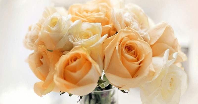 Hoa phi yến - Biểu tượng của tình yêu và hôn nhân