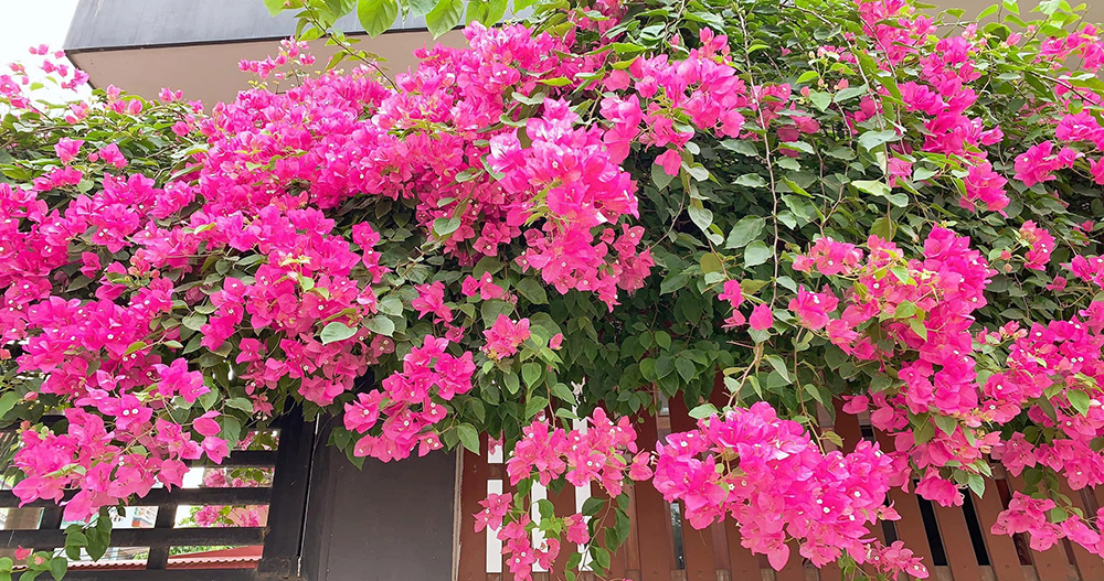 Cây hoa giấy và những ý nghĩa trong phong thủy bạn nên biết