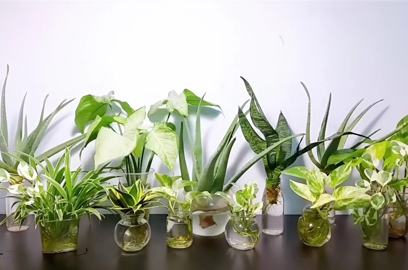 Sử dụng cây xanh trong nhà giúp cải thiện chất lượng không khí