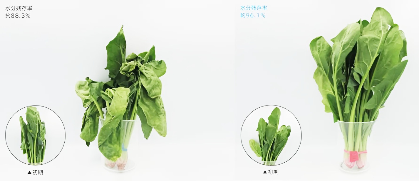 tu lanh Hitachi R-HWC54T ngan mat thong minh, tranh heo ua