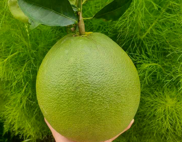 BƯỞI DA XANH | Nông Sản Sạch T&H