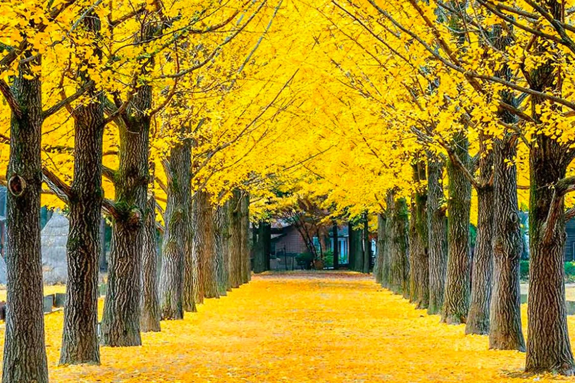 FPTR Hàn Quốc 2024: Busan - Seoul 7N6Đ