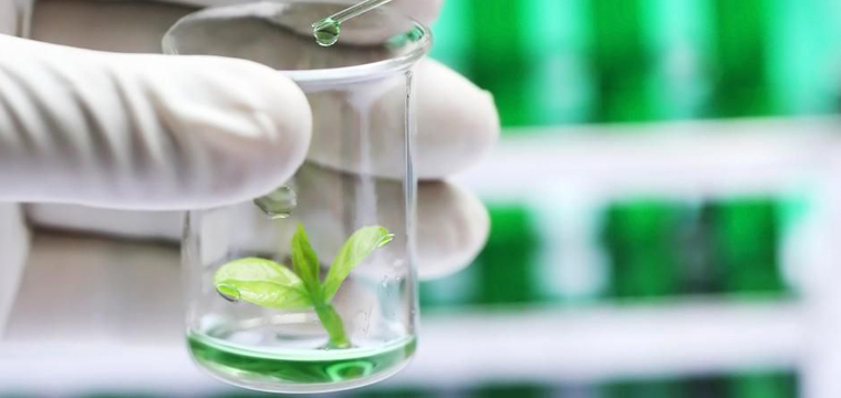 Vitamin dùng trong nuôi cấy mô