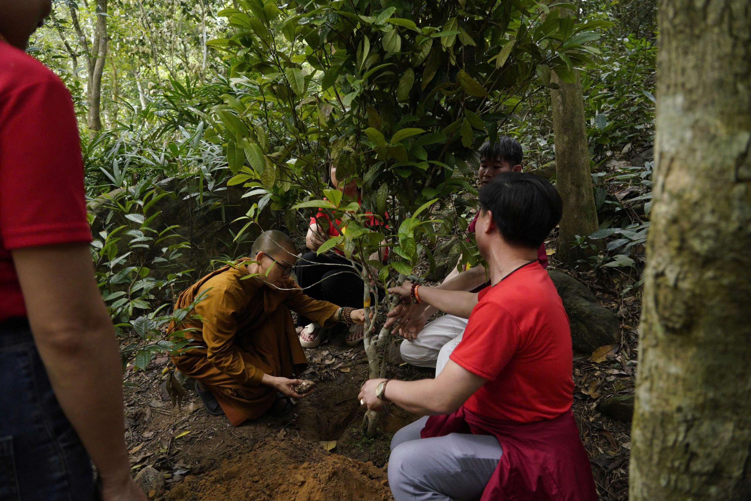 The tea tree planting program in the sacred land of the King-Monk