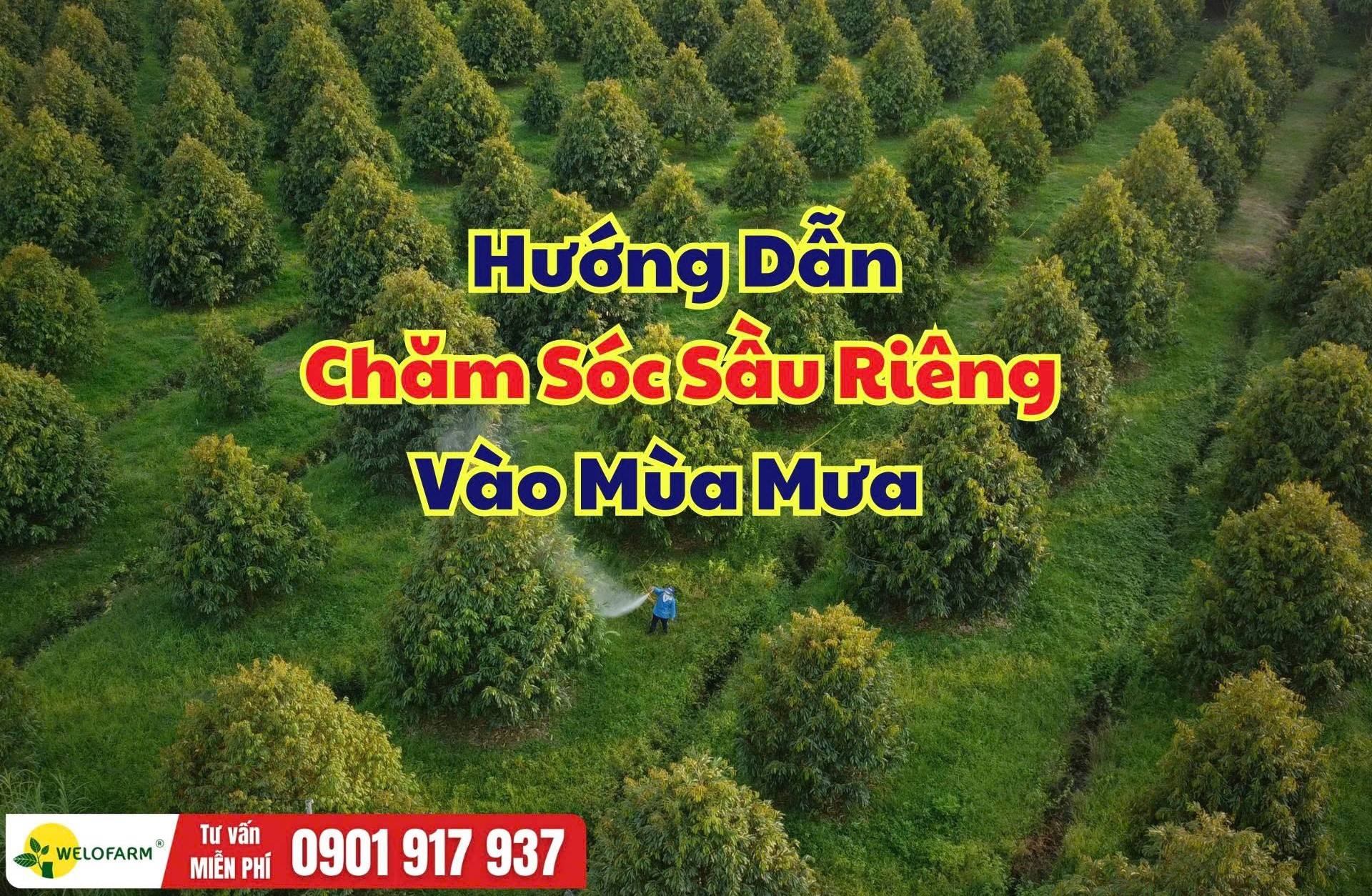 Cách Chăm Sóc Sầu Riêng Mùa Mưa Hiệu Quả: 4 Giải Pháp Giúp Bộ Rễ Khỏe, Hạn Chế Nấm Bệnh
