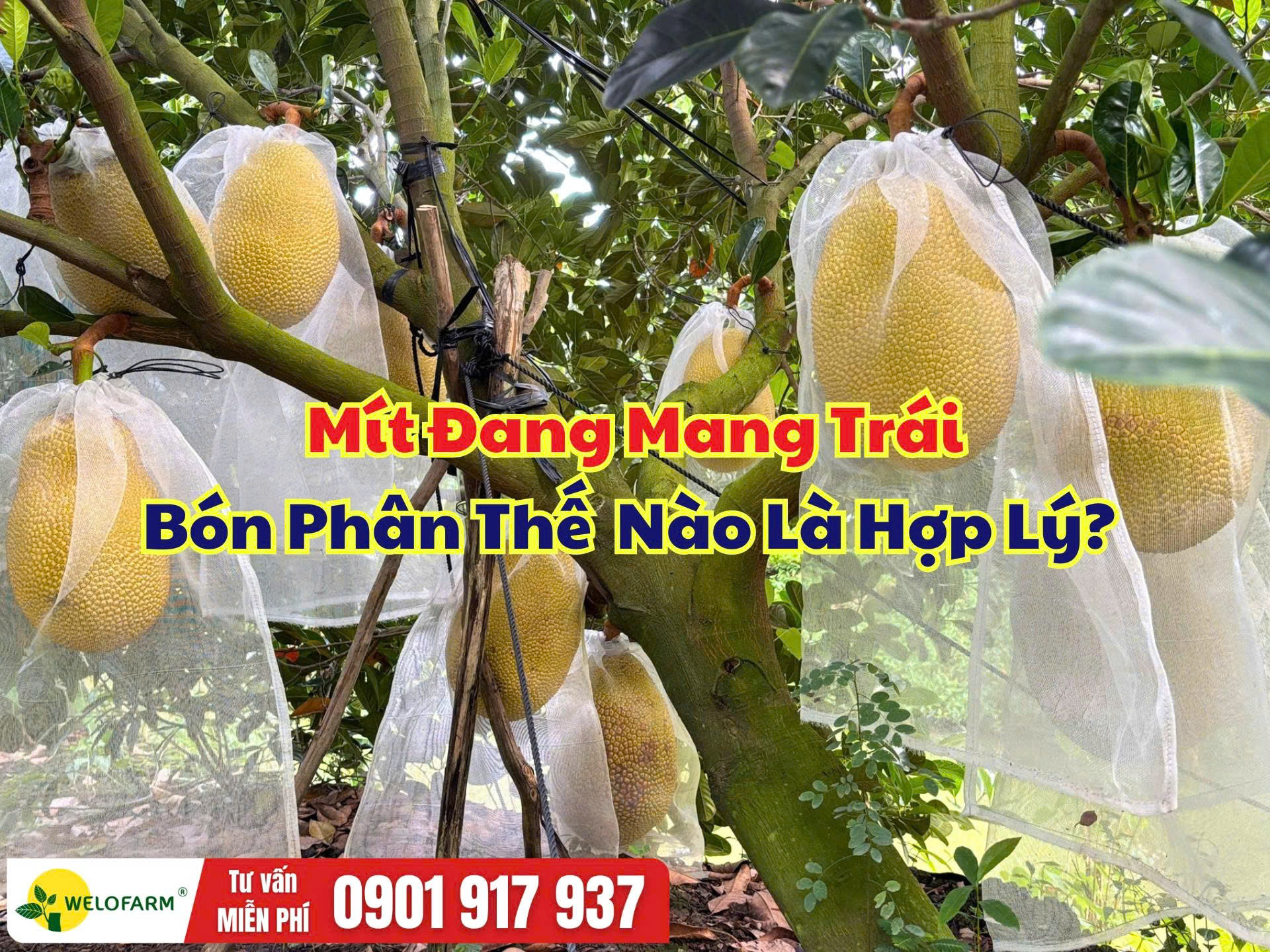 Cách Bón Phân Cho Mít Đang Mang Trái – Nuôi Trái Hiệu Quả, Tối Ưu Chi Phí