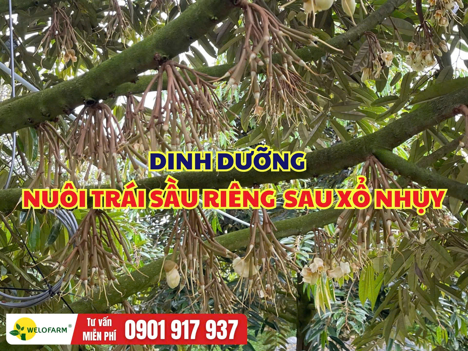Dinh Dưỡng Nuôi Trái Sầu Riêng Sau Xổ Nhụy