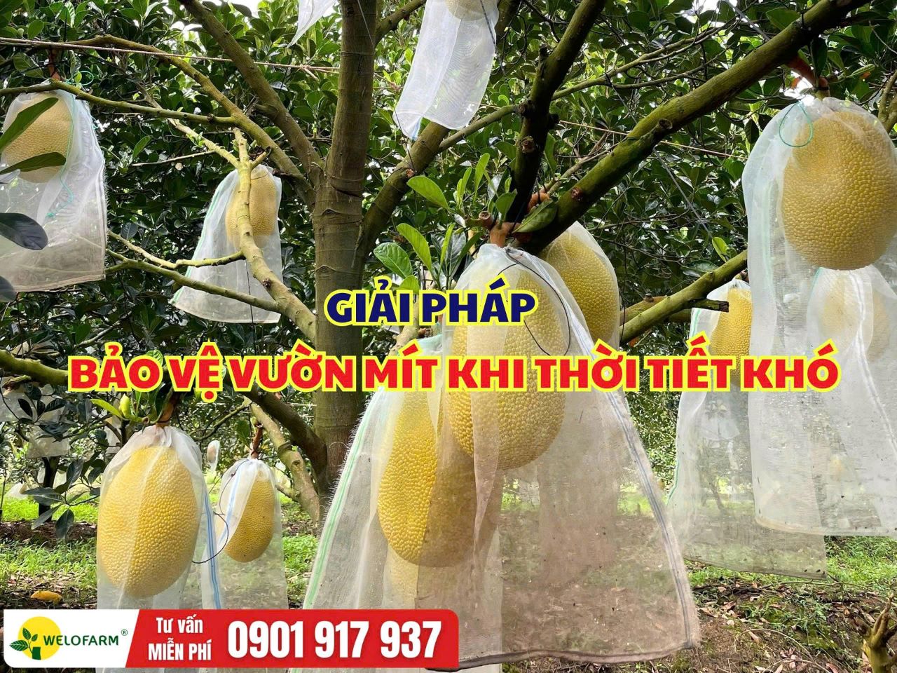 GIẢI PHÁP BẢO VỆ VƯỜN MÍT KHI THỜI TIẾT KHÓ