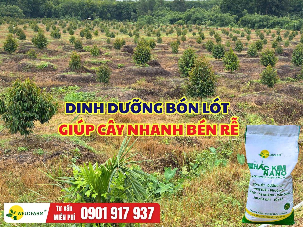 DINH DƯỠNG BÓN LÓT GIÚP SẦU RIÊNG NHANH BÉN RỄ