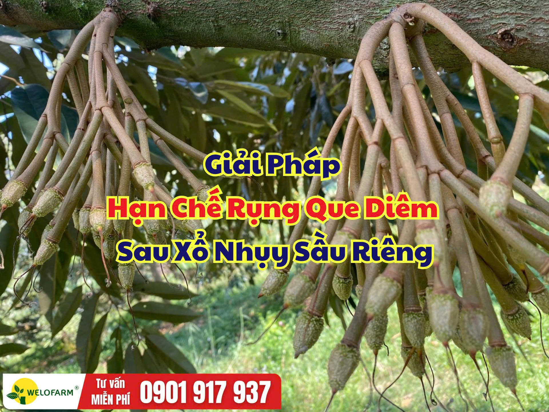 Giải Pháp Hạn Chế Rụng Que Diêm Sau Xổ Nhụy Sầu Riêng
