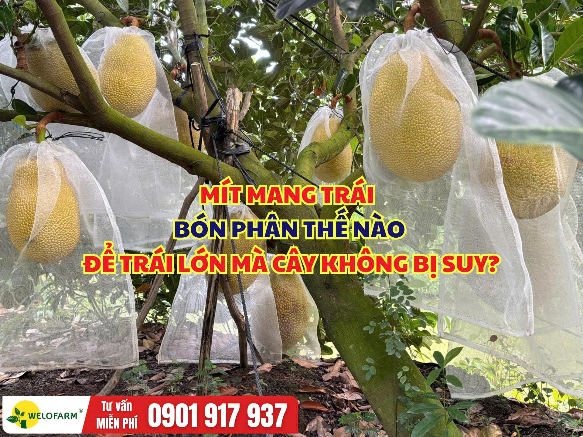 Cách Bón Phân Cho Mít Đang Mang Trái Giúp Trái Lớn, Cây Không Bị Suy