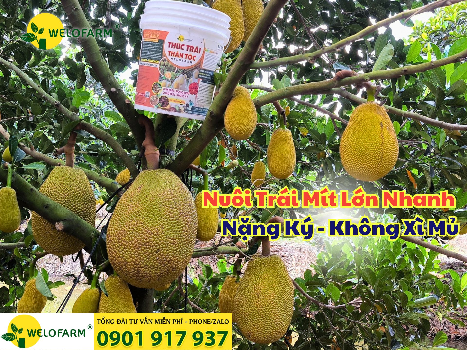 ⚡ CÁCH NUÔI TRÁI MÍT LỚN NHANH – NẶNG KÝ - KHÔNG XÌ MỦ