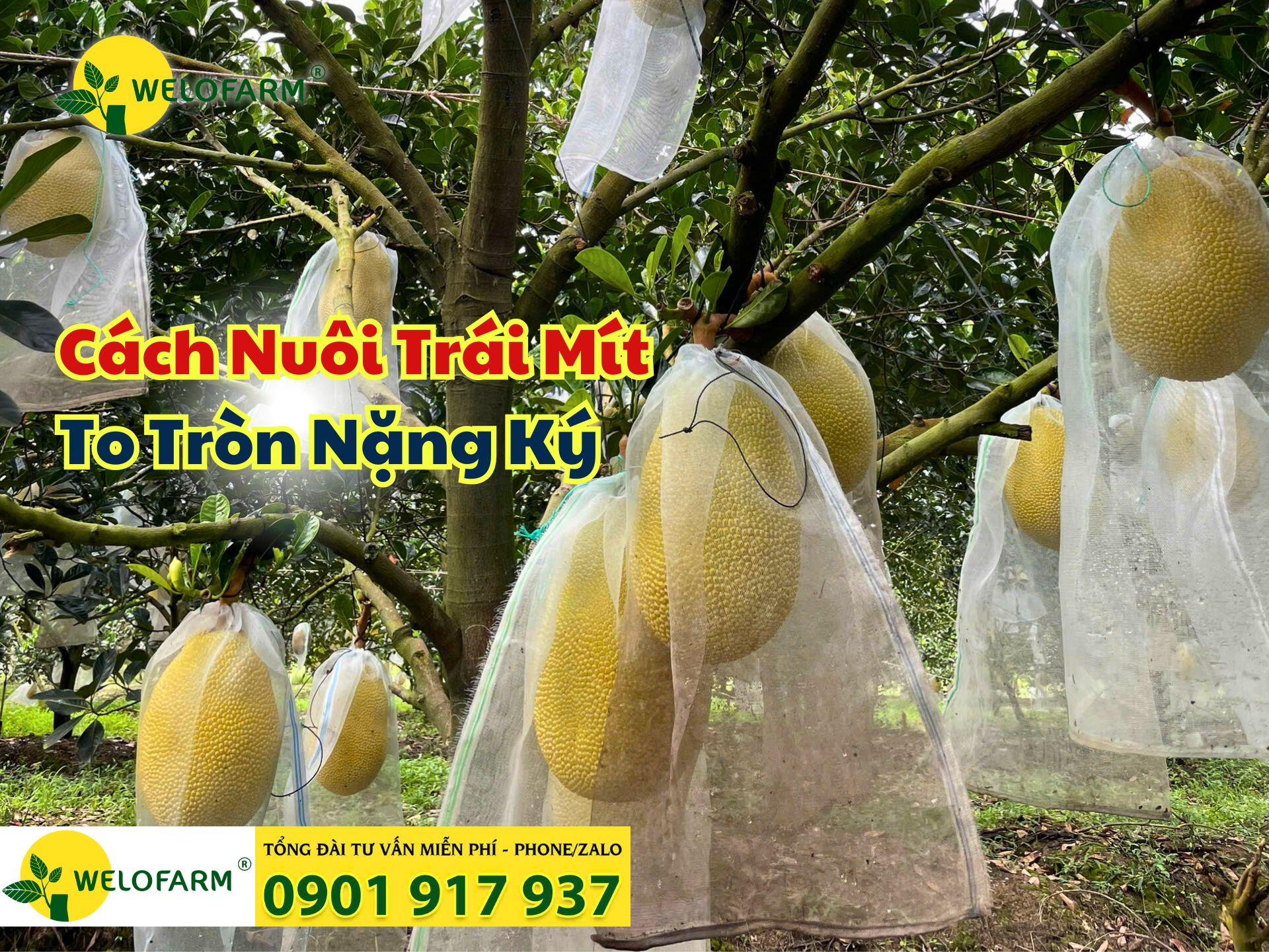 🎯 CÁCH NUÔI TRÁI MÍT TO TRÒN NẶNG KÝ