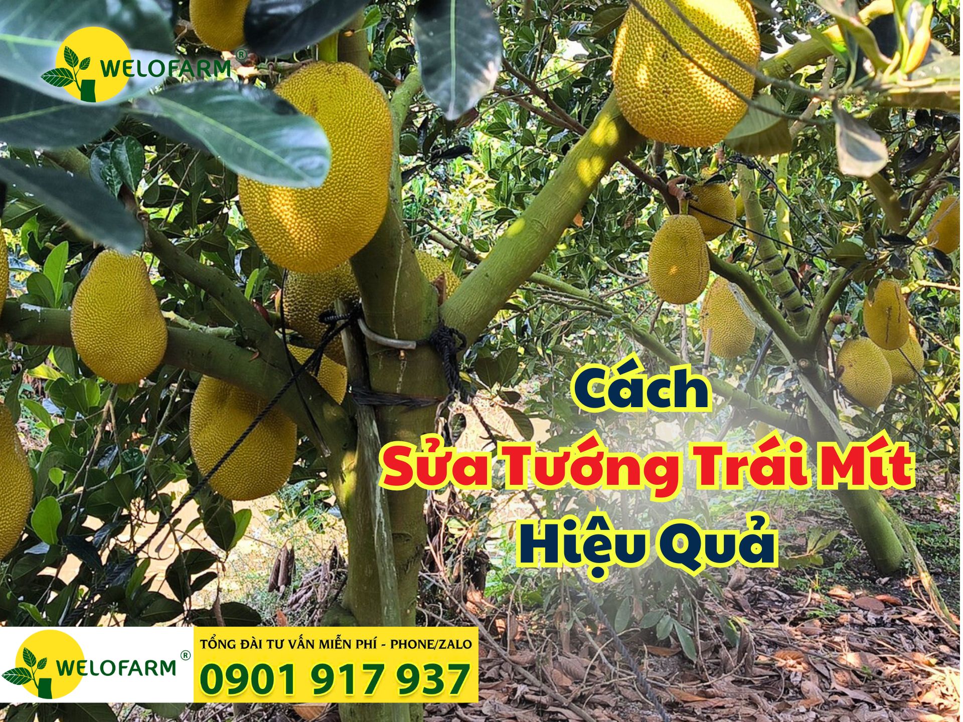 ⚡ CÁCH SỬA TƯỚNG TRÁI MÍT HIỆU QUẢ: GIÚP TRÁI TRÒN ĐỀU, KHÔNG TÓP ĐẦU, MÉO TRÁI