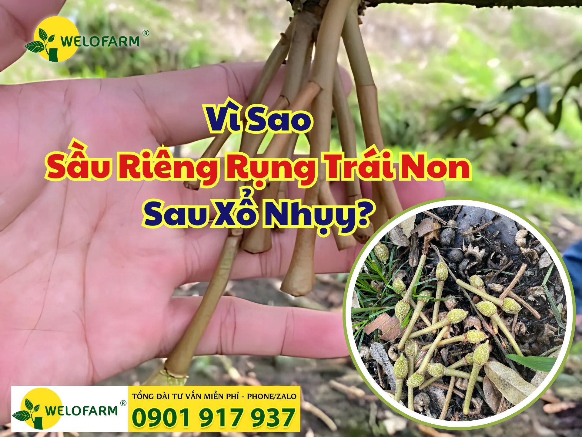 🌸 Vì Sao Sầu Riêng Rụng Trái Non Sau Xổ Nhụy?