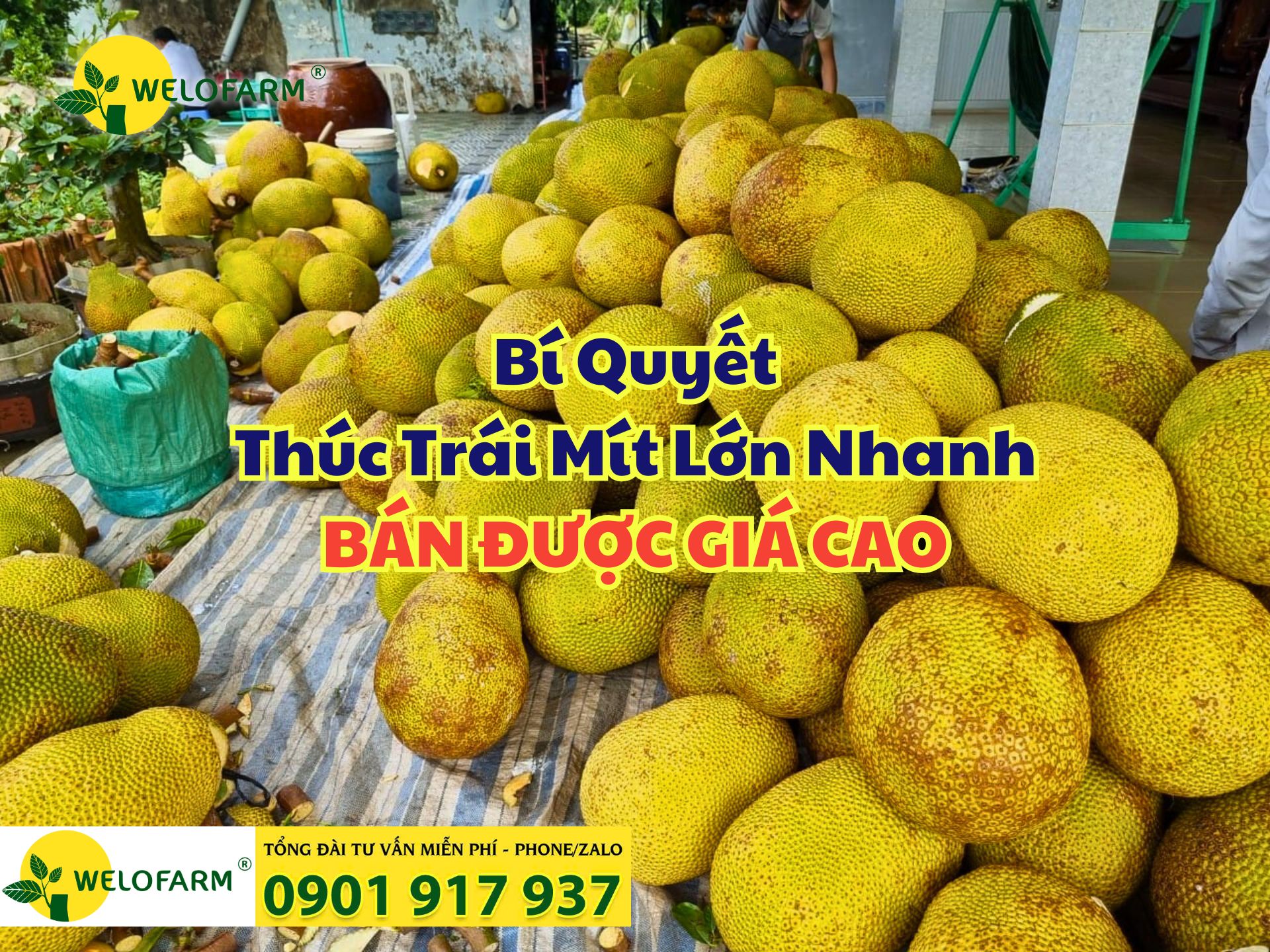 🎉 Cách Thúc Trái Mít Lớn Nhanh Bán Được Giá Cao