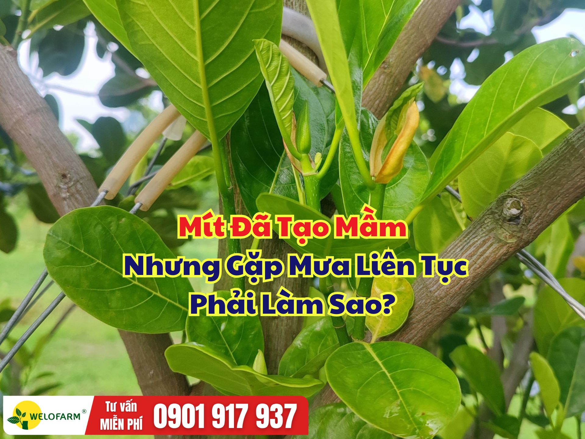 Làm Bông Mít Ruột Đỏ Mùa Mưa – Cây Đã Tạo Mầm Nhưng Vẫn Đi Đọt, Phải Làm Sao?