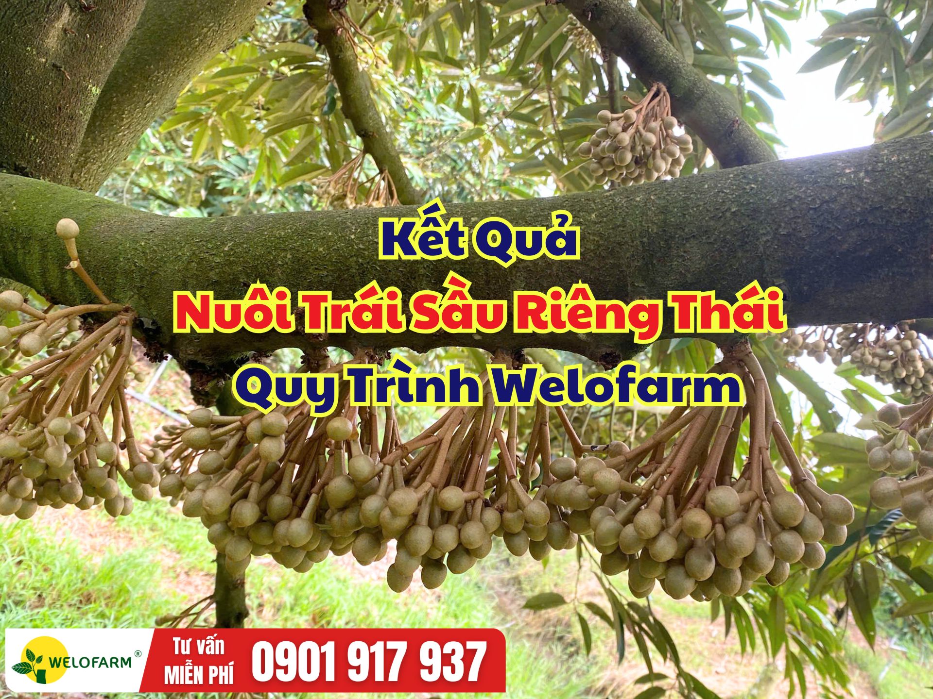 🌸 KẾT QUẢ NUÔI TRÁI SẦU RIÊNG THÁI  THEO QUY TRÌNH WELOFARM