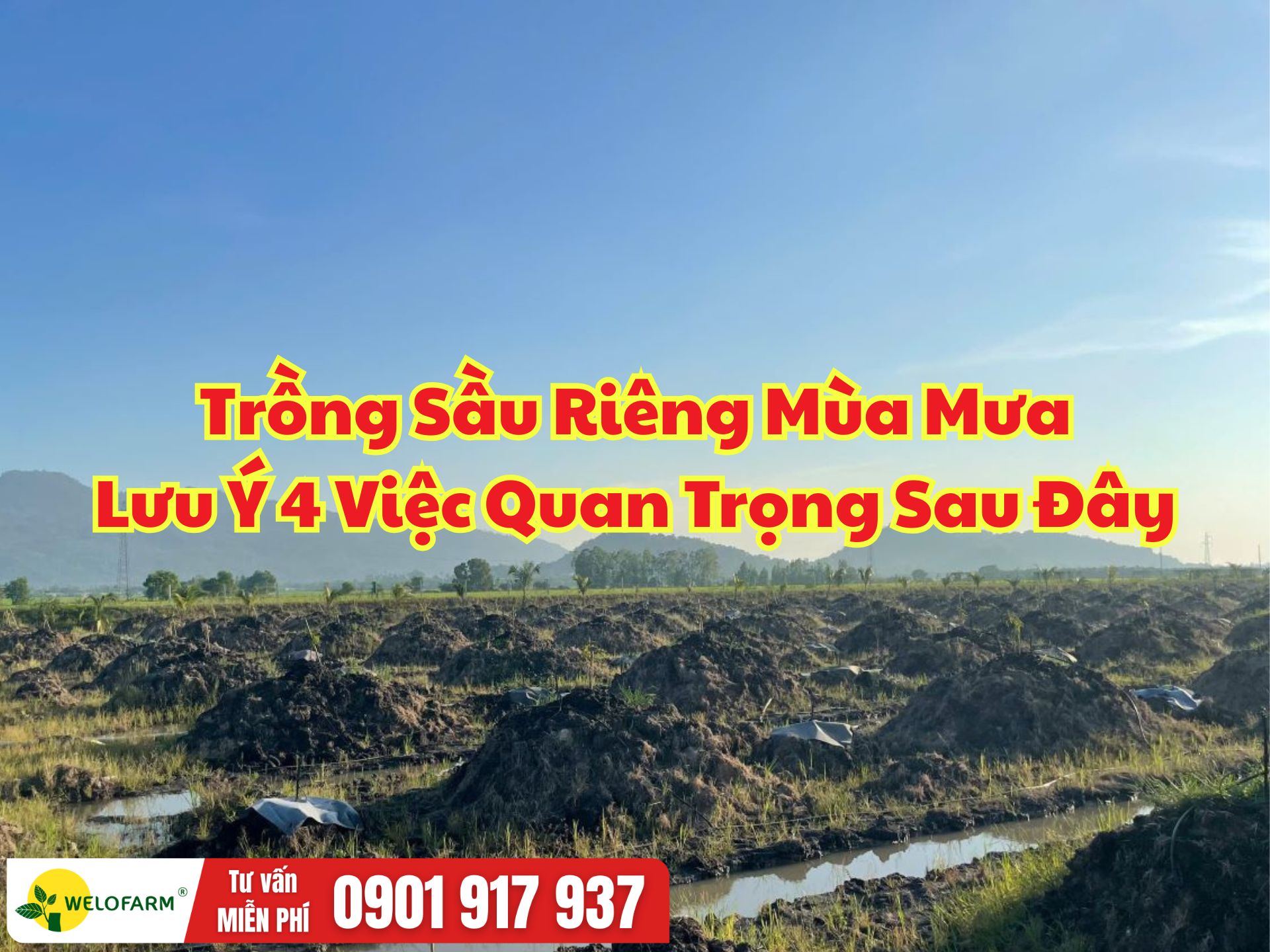 Trồng Sầu Riêng Mùa Mưa: 4 Lưu Ý Quan Trọng Giúp Cây Khỏe, Bén Rễ Nhanh