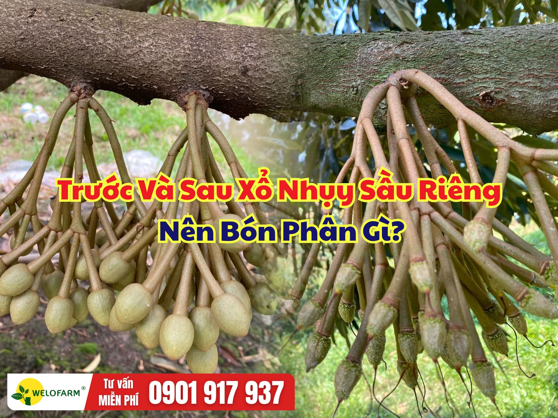 Trước Và Sau Xổ Nhụy Sầu Riêng Nên Bón Phân Gì?