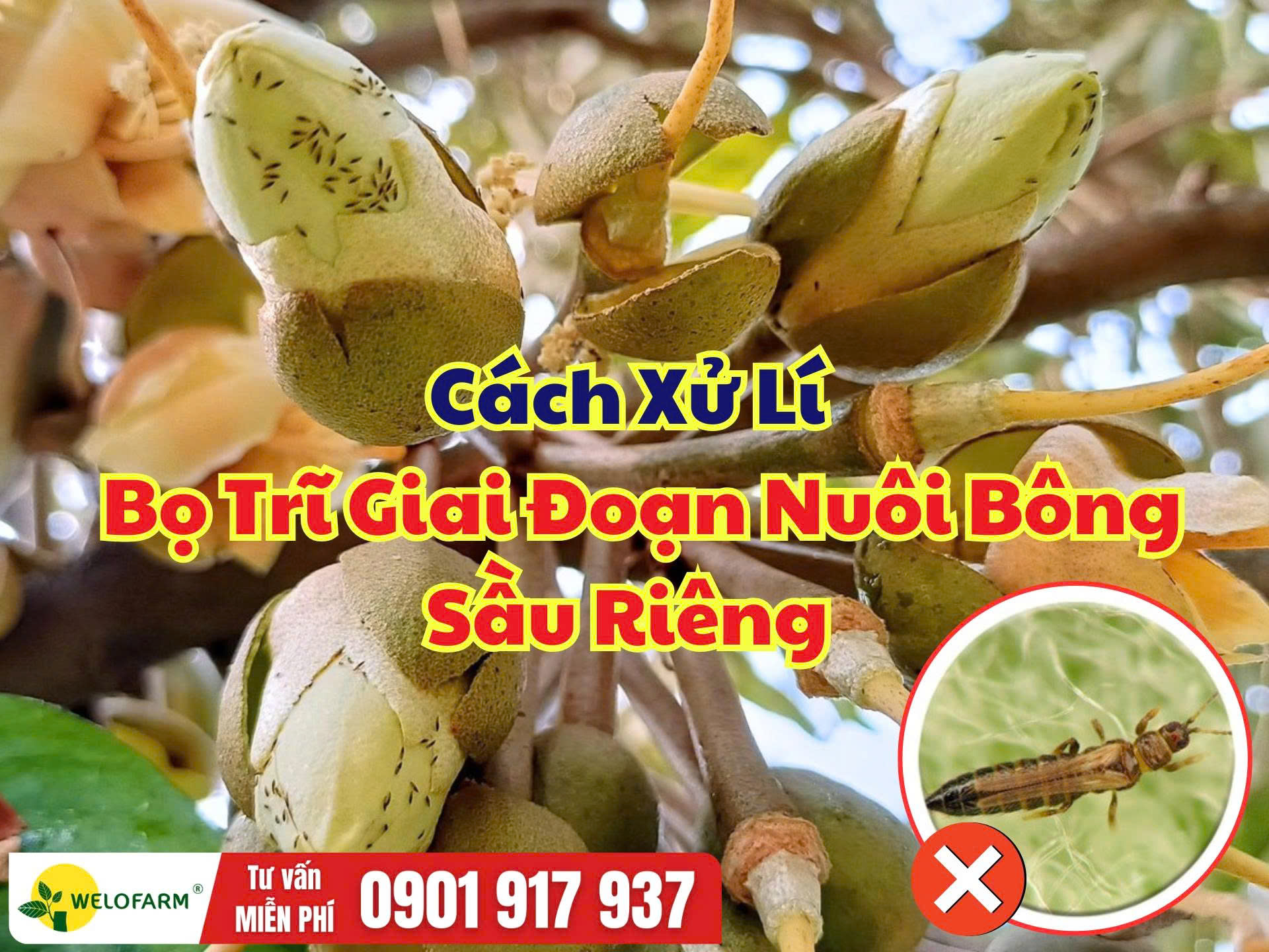Cách Quản Lí Bọ Trĩ Giai Đoạn Nuôi Bông Sầu Riêng