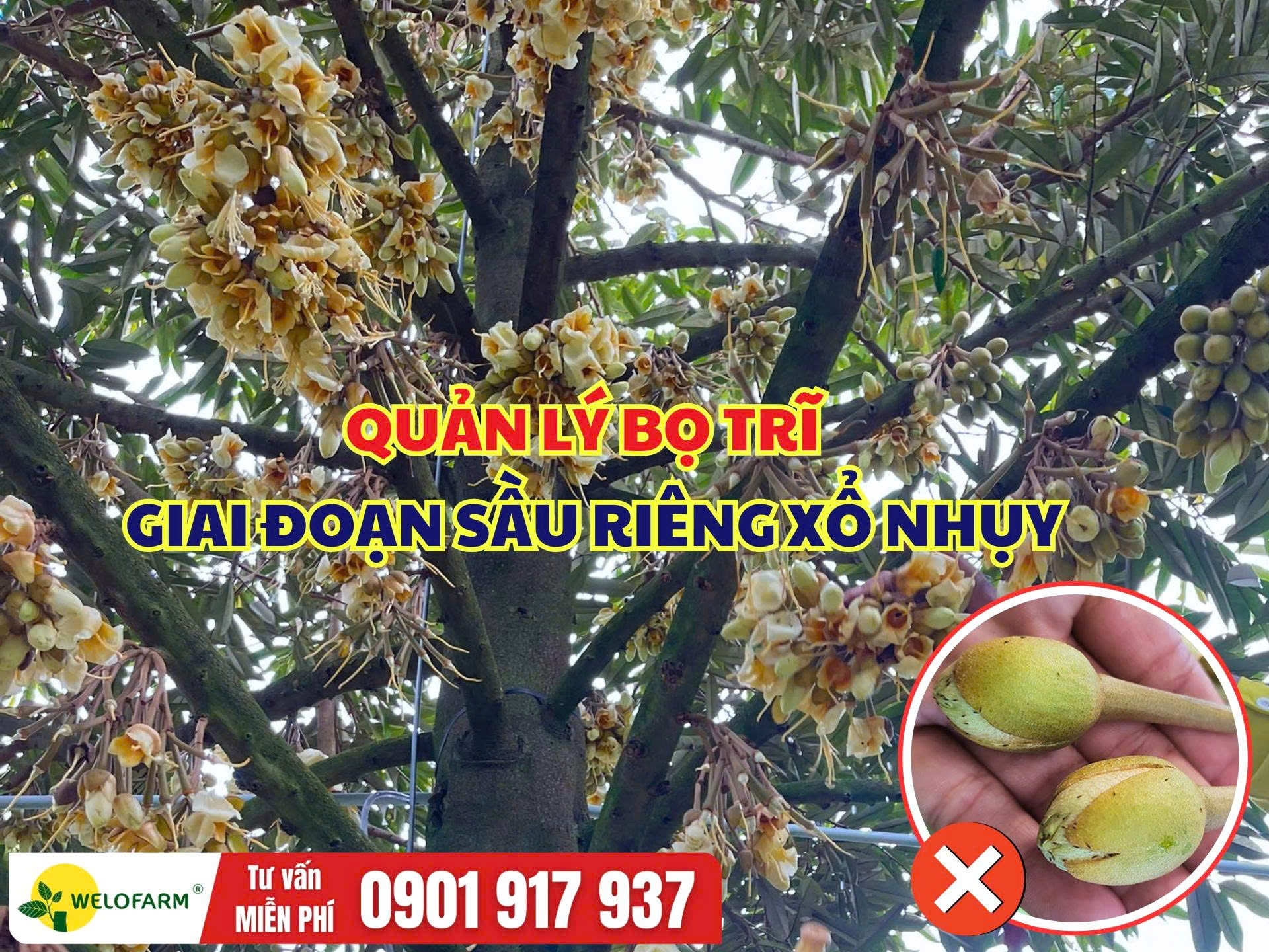 Cách Quản Lý Bọ Trĩ Sầu Riêng Giai Đoạn Xổ Nhụy
