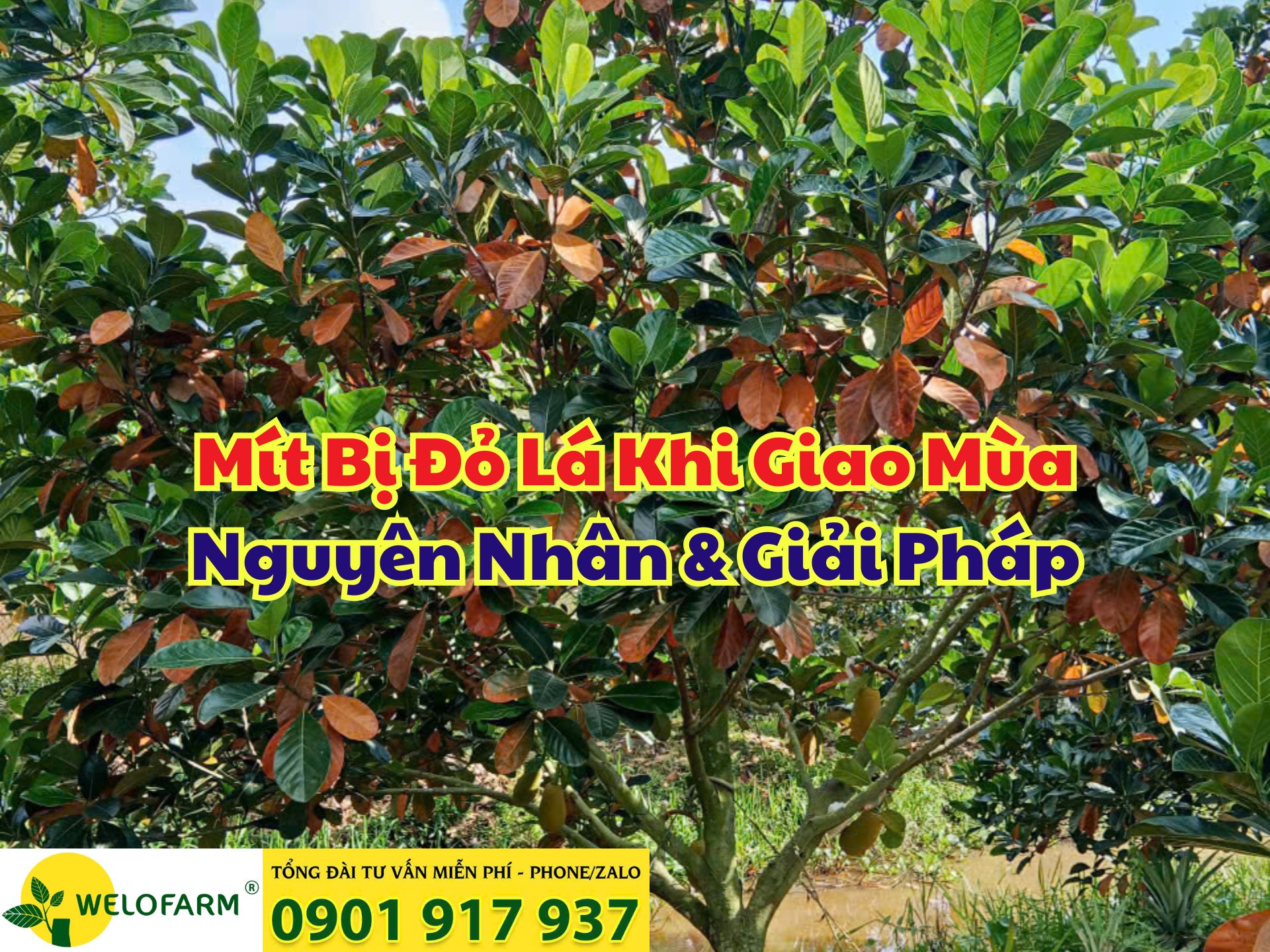 Cách Giúp Cây Mít Chuyển Mùa Mà Không Bị Đỏ Lá – Giải Pháp Cho Vườn Mít Bị Đỏ Lá