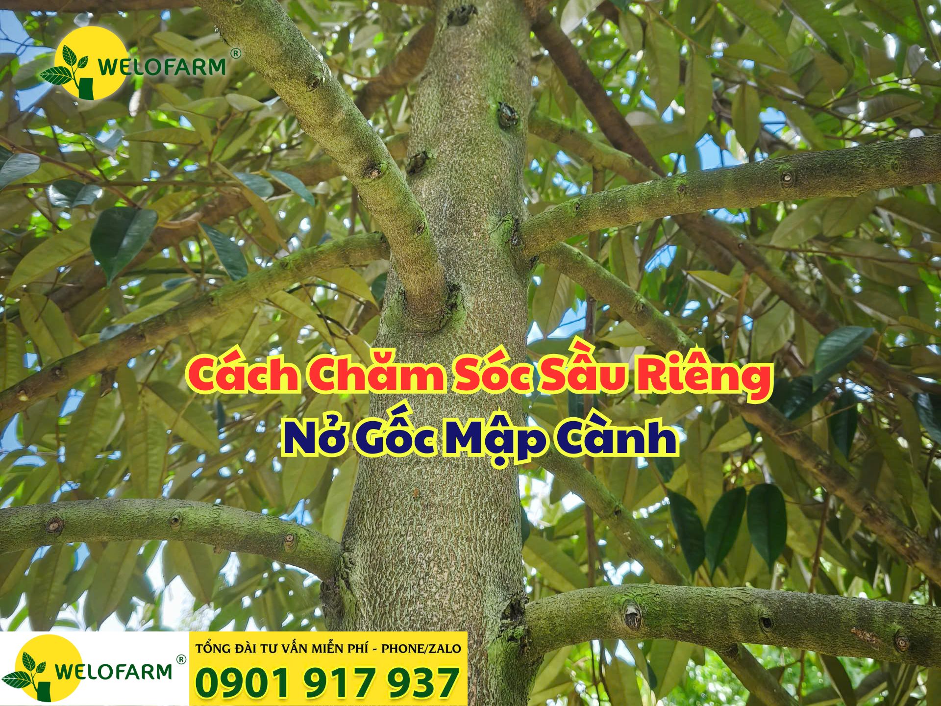 ⚡ Cách Bón Phân Cho Sầu Riêng Nở Gốc Mập Cành