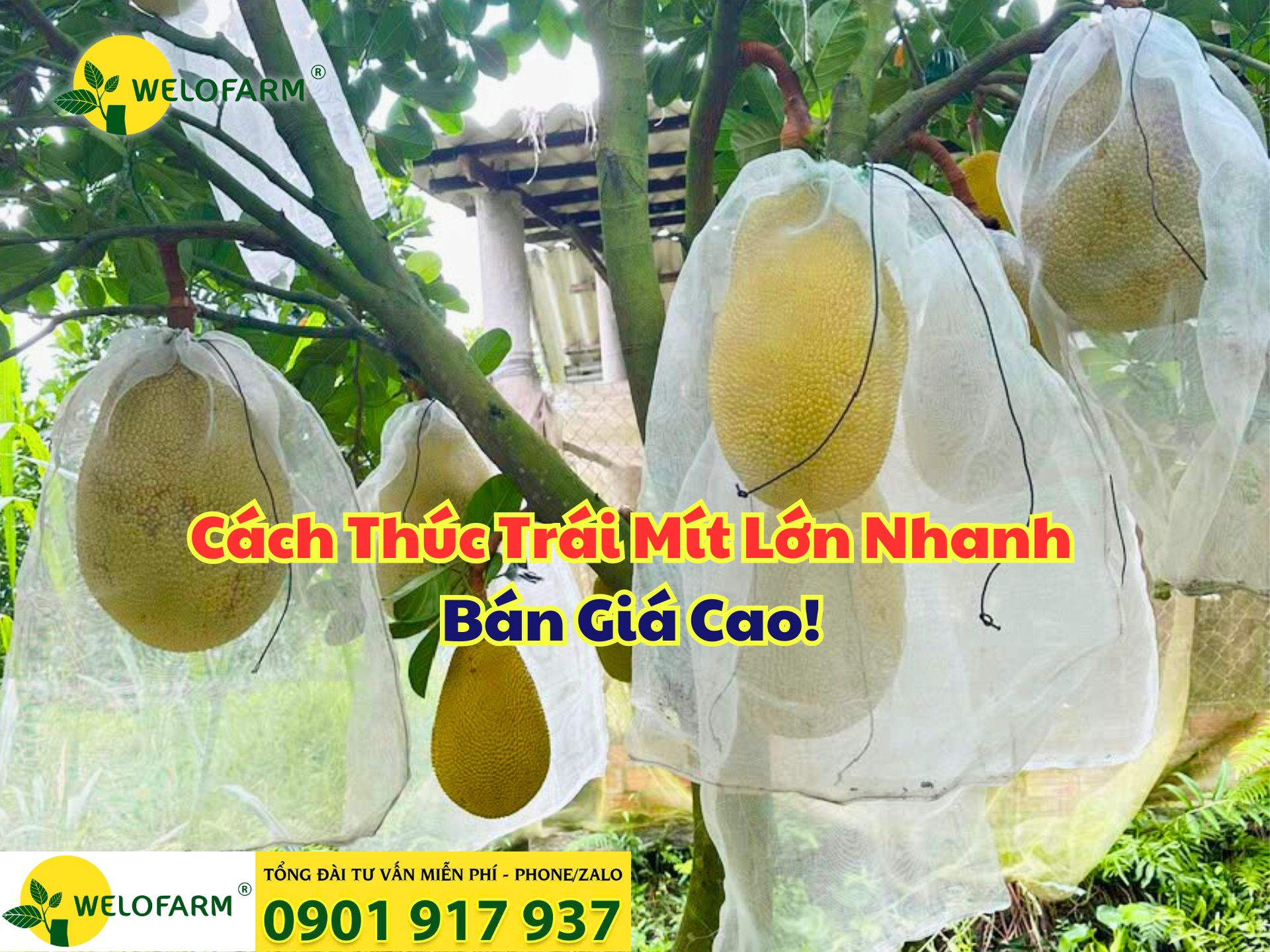 💰 Mít Lên Giá – Cách Thúc Trái Mít Lớn Nhanh, Về Đích An Toàn