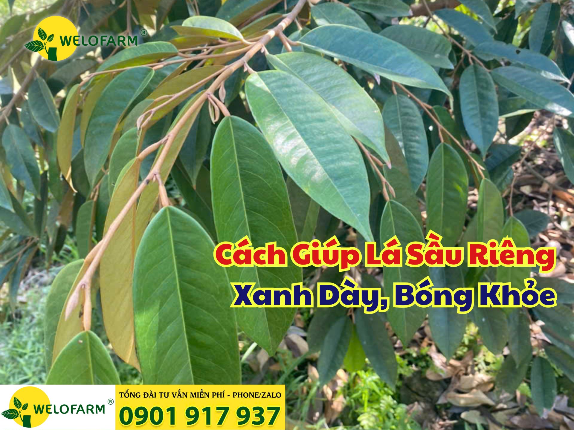 ⚡ Cách Bón Phân Giúp Sầu Riêng Xanh Lá, Dày Lá