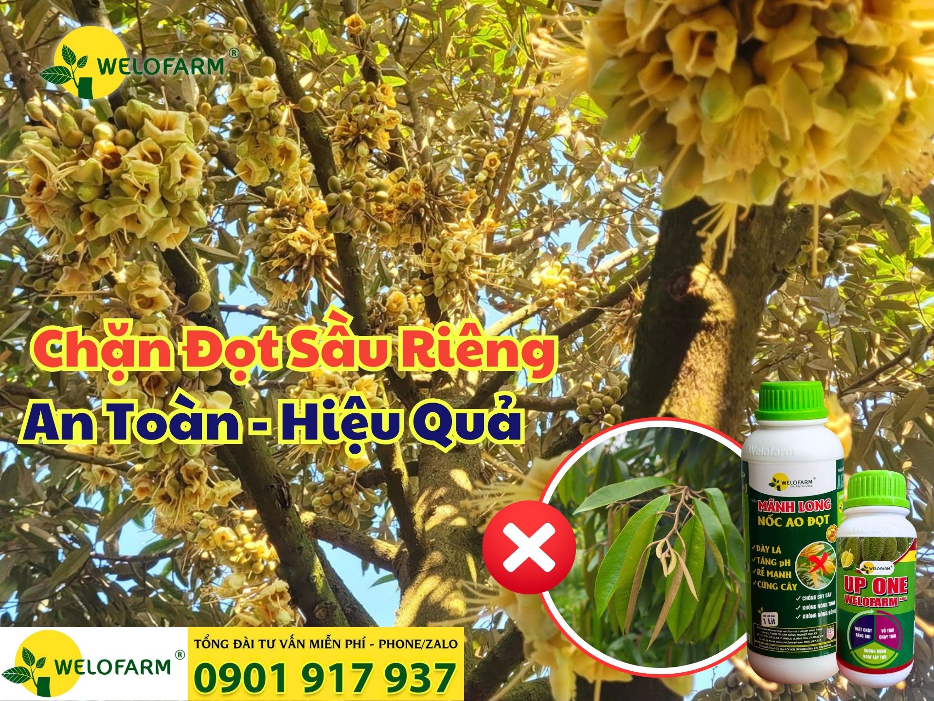 ⚡ Cách Chặn Đọt Sầu Riêng An Toàn – Hiệu Quả