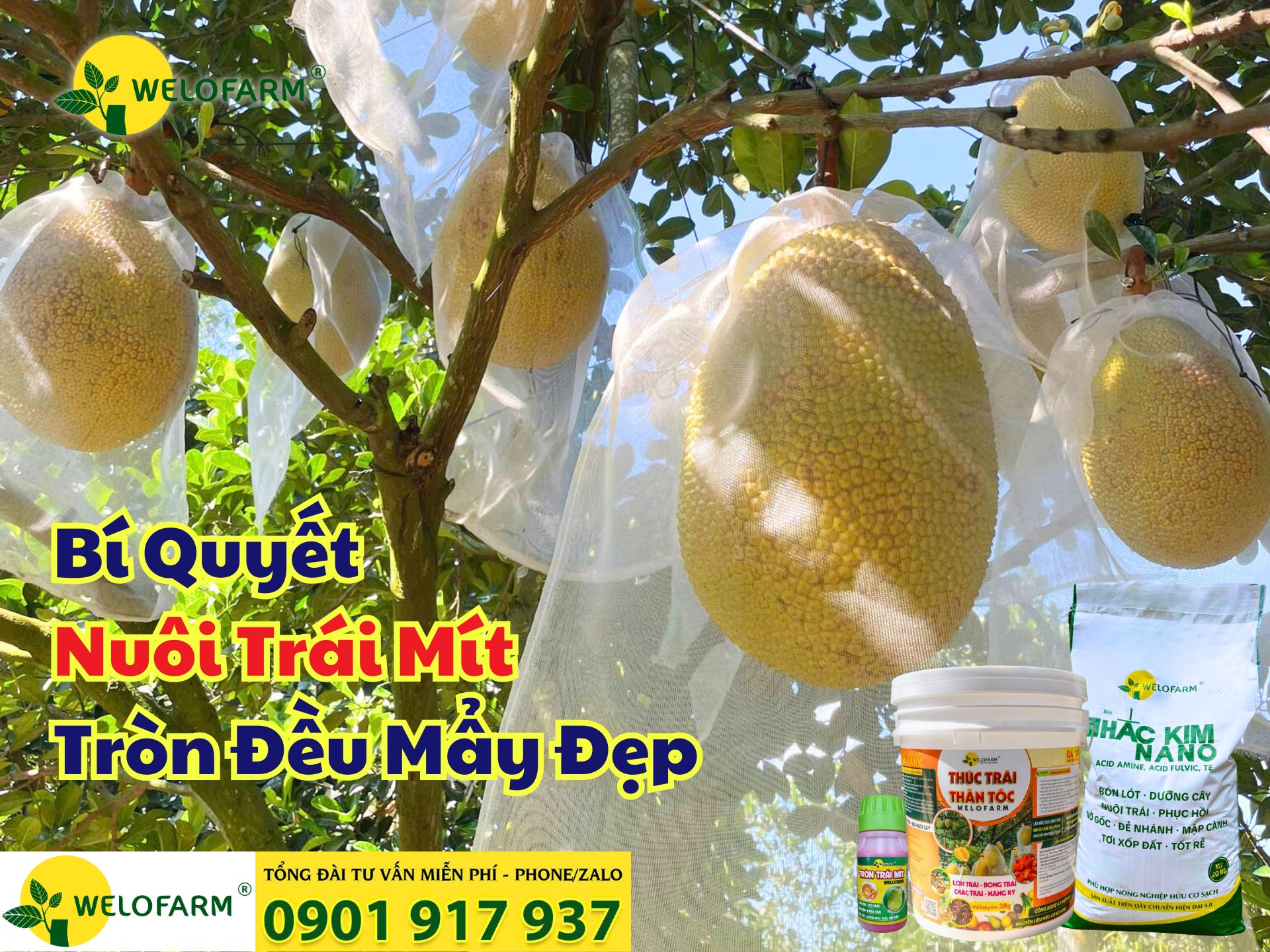 🌳 Cách Nuôi Trái Mít Tròn Đều Mẩy Đẹp – Không Còn Méo Trái