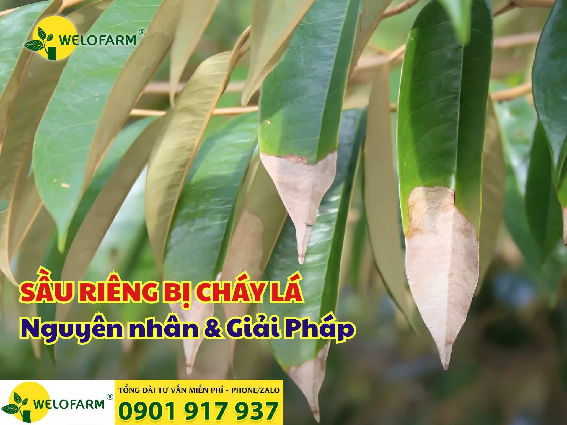 ⚡ SẦU RIÊNG BỊ CHÁY LÁ – NGUYÊN NHÂN & GIẢI PHÁP PHỤC HỒI TỪ GỐC