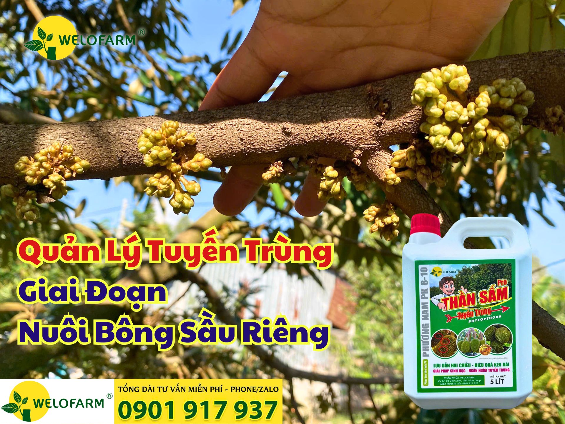 ⚡ Cách Quản Lý Tuyến Trùng Sầu Riêng Giai Đoạn Nuôi Bông