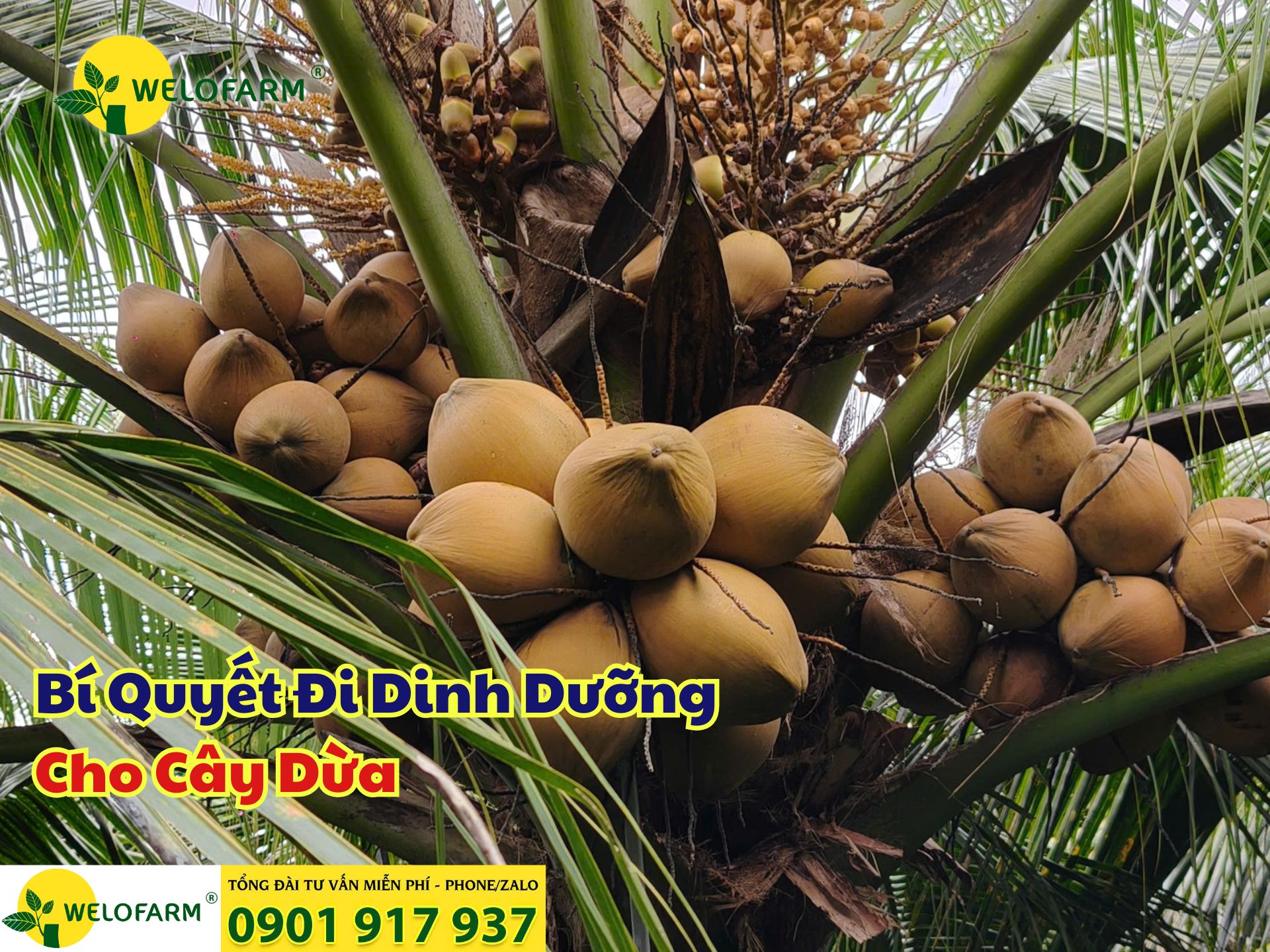 ⚡ Cách Chăm Sóc Cây Dừa Hiệu Quả: Trái To – Cơm Dày – Nước Ngọt