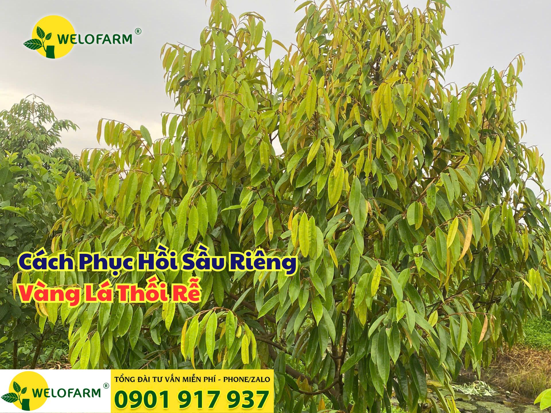 ⚡ Cách Phục Hồi Sầu Riêng Bị Vàng Lá Thối Rễ