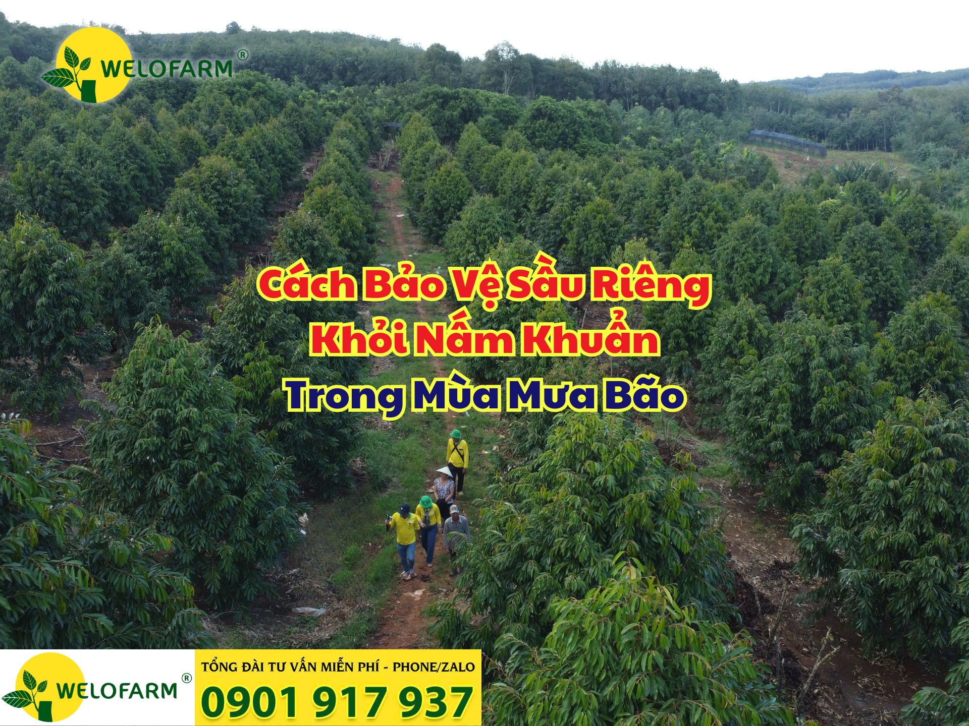 🌳 Cách Ngừa Nấm Khuẩn Cho Sầu Riêng Trong Mùa Mưa Bão