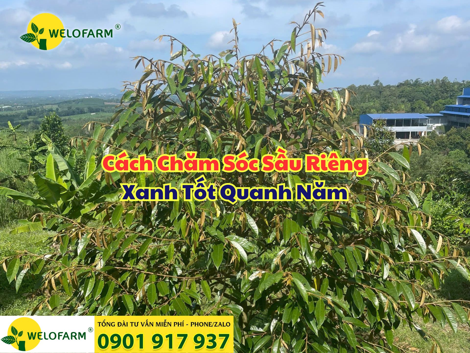 🌳 CÁCH CHĂM SÓC SẦU RIÊNG XANH TỐT QUANH NĂM