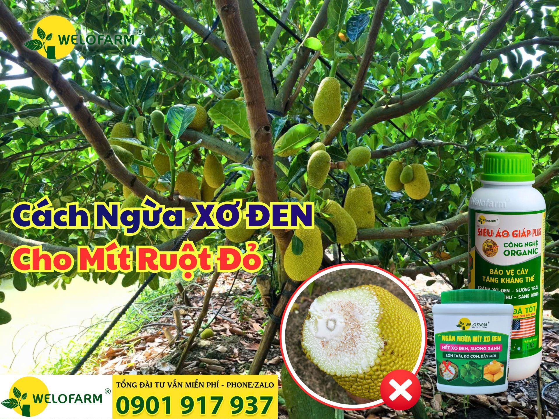 📌 Cách Ngừa Xơ Đen Mít Ruột Đỏ — Hướng Dẫn Chi Tiết Dễ Làm, Hiệu Quả