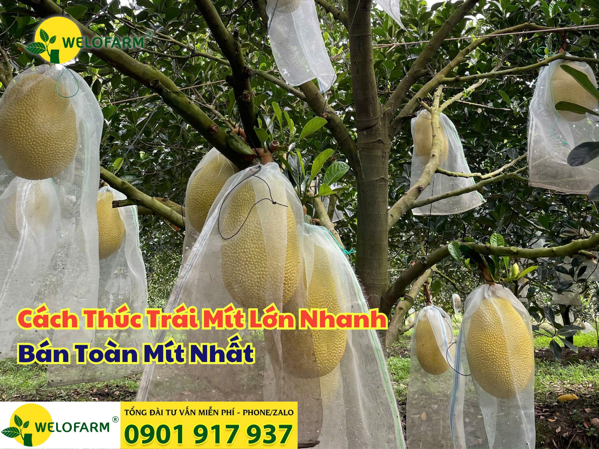 💥 Cách Thúc Trái Mít Lớn Nhanh, Bán Toàn Mít Nhất 