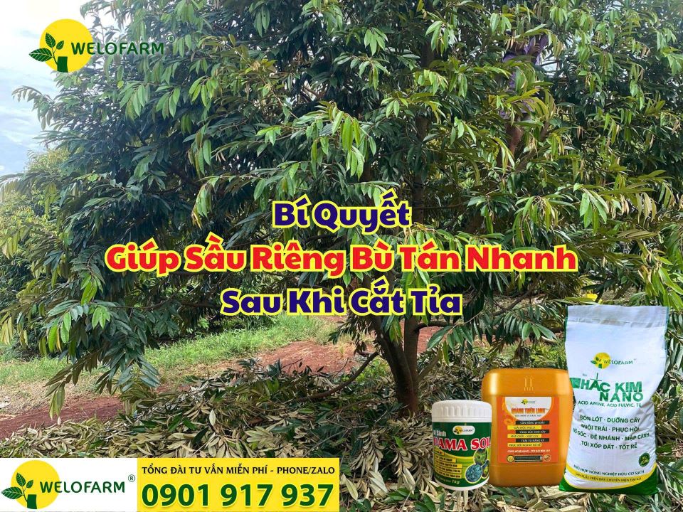 🌱 Cách Bón Phân Cho Sầu Riêng Khỏe Mạnh Sau Khi Cắt Tỉa – Giúp Cây Phục Hồi Nhanh