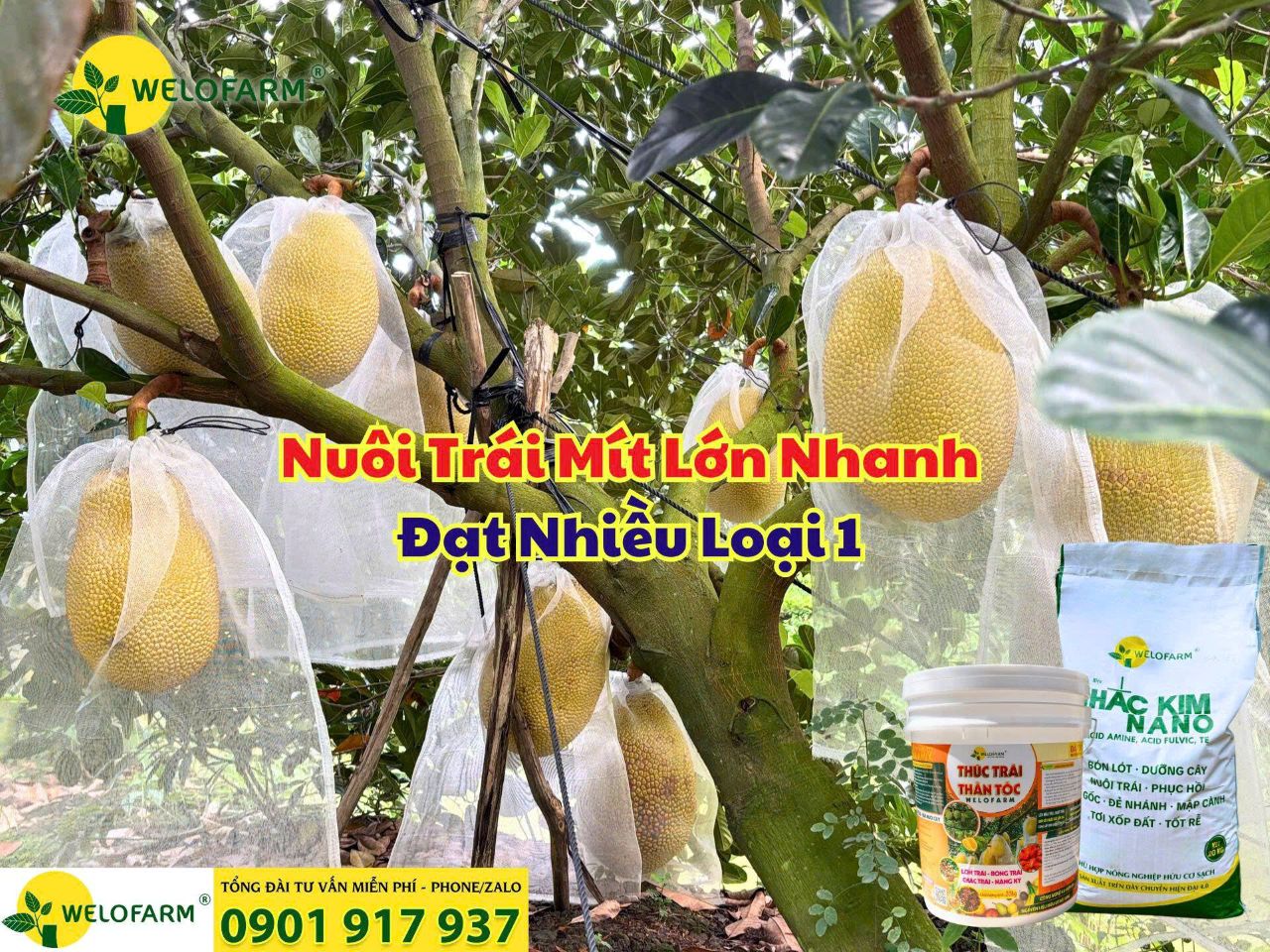 Cách Bón Phân Nuôi Trái Mít Giúp Trái Lớn Nhanh – Đạt Nhiều Loại 1