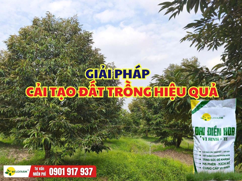 Giải Pháp Cải Tạo Đất Trồng Sầu Riêng Hiệu Quả