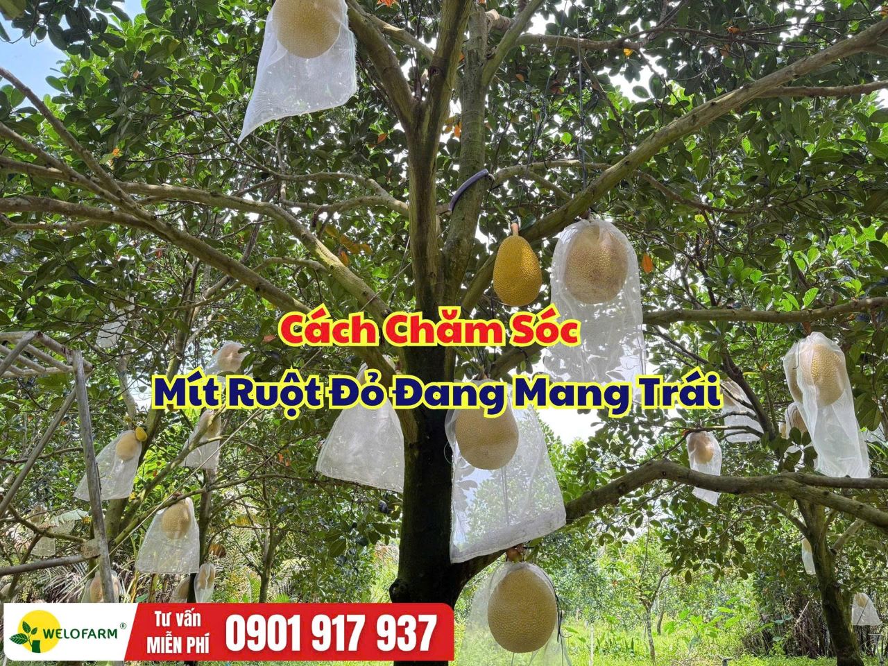 Cách Chăm Sóc Mít Ruột Đỏ Đang Mang Trái Để Trái Phát Triển Tốt