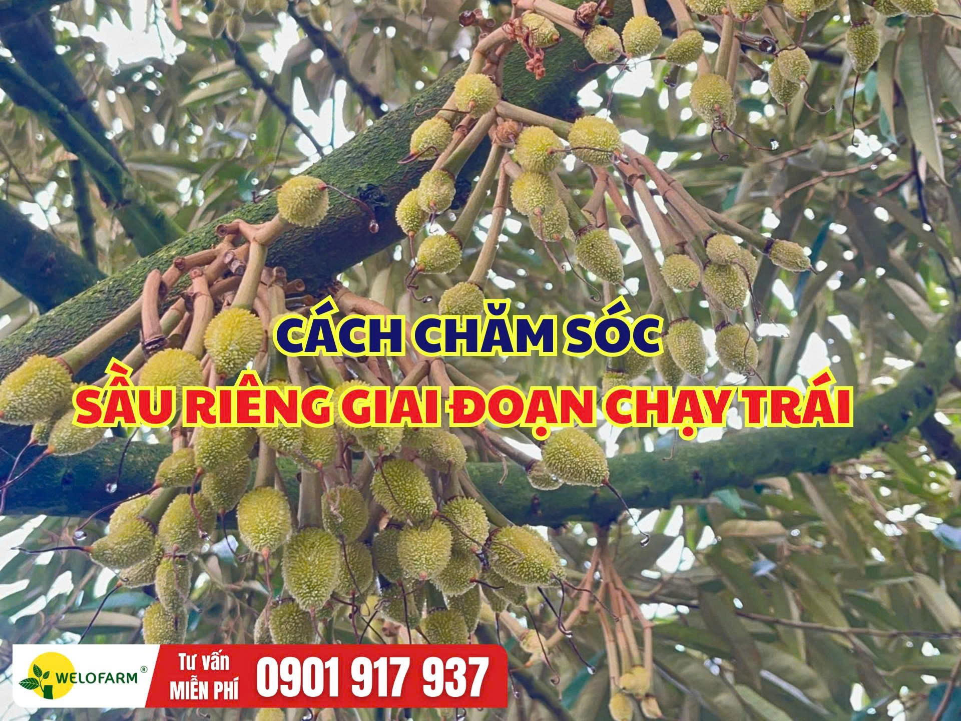 Cách Chăm Sóc Sầu Riêng Giai Đoạn Chạy Trái