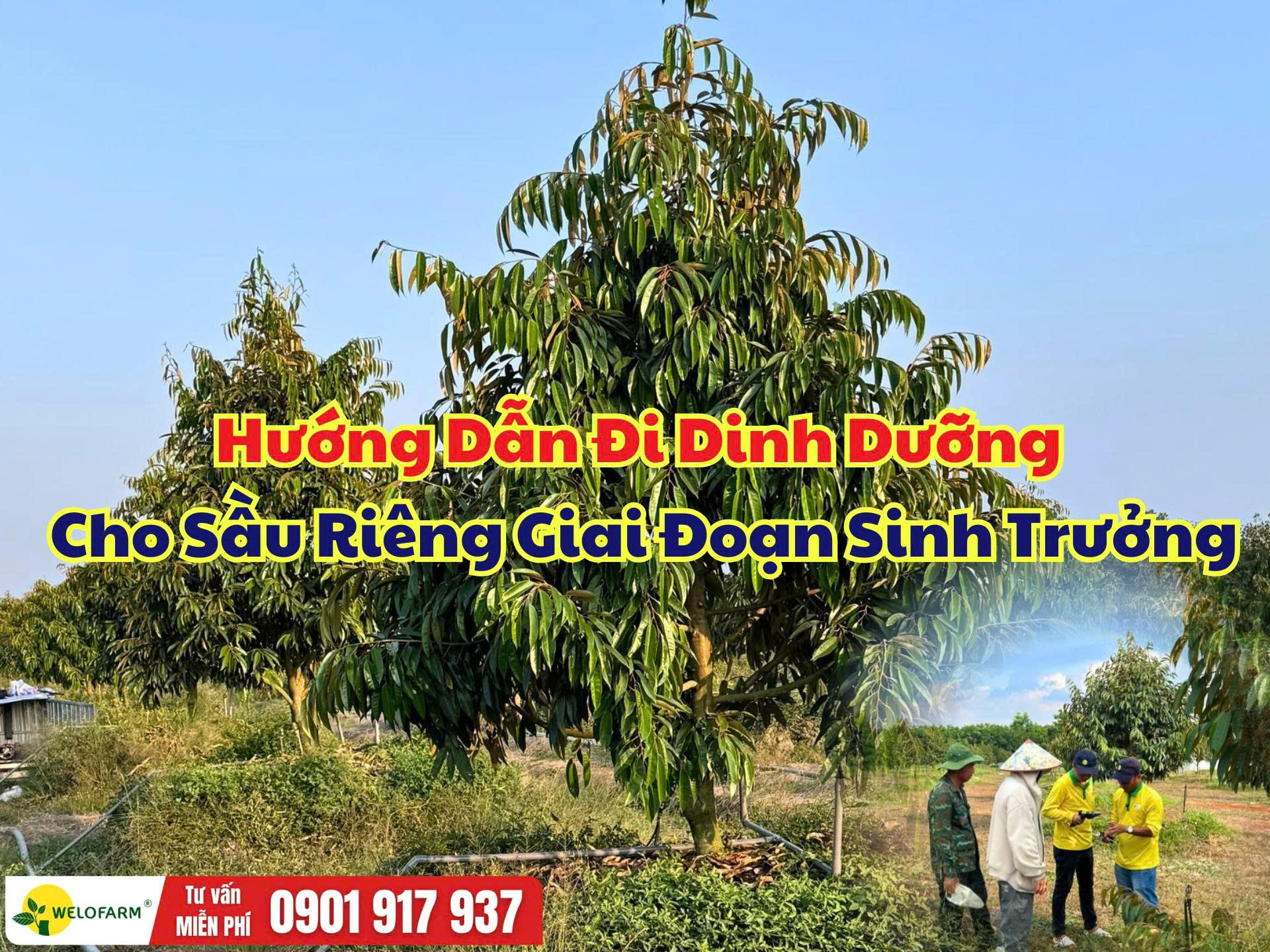 Cách Chăm Sóc Sầu Riêng Giai Đoạn Sinh Trưởng Giúp Cây Khỏe, Đọt Mạnh, Bộ Rễ Phát Triển Bền Vững