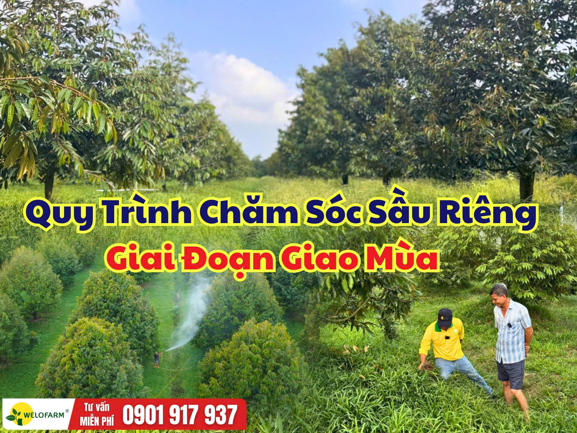 Cách Chăm Sóc Sầu Riêng Giai Đoạn Giao Mùa Giúp Cây Khỏe, Ra Đọt Đồng Đều