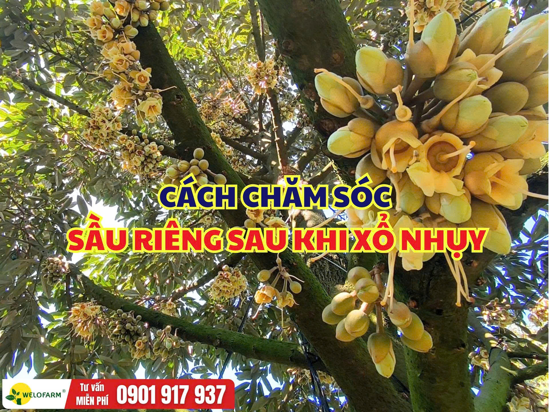 Cách Chăm Sóc Sầu Riêng Sau Xổ Nhụy – Hạn Chế Rụng Trái Non