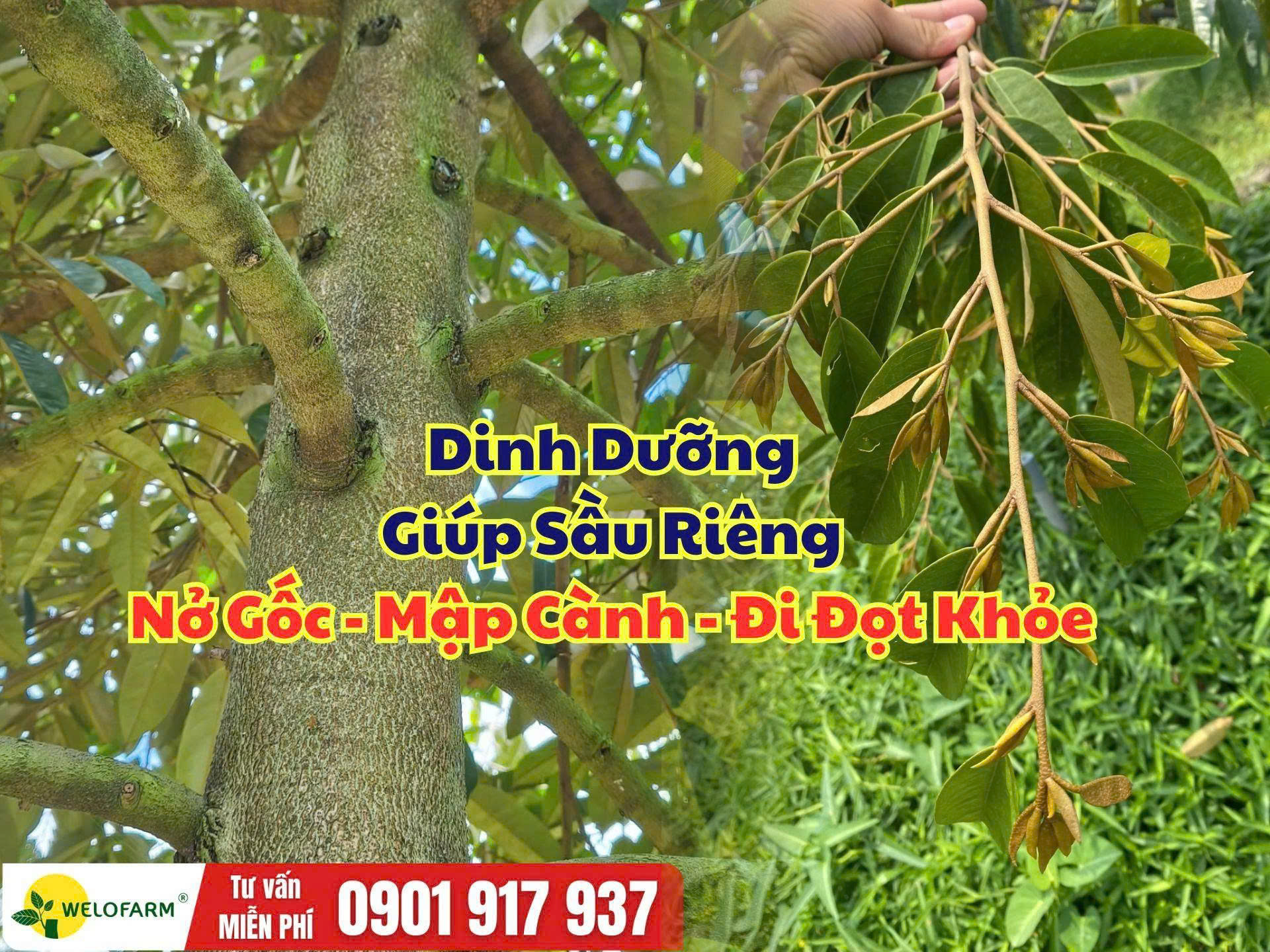 Cách chăm sóc sầu riêng giúp gốc nở, cành mập, đọt khỏe